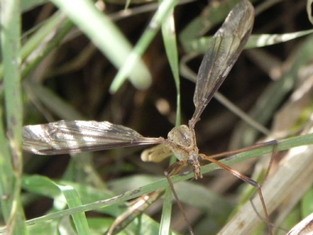 Tipula sp. ( cfr. gr. oleracea/paludosa)