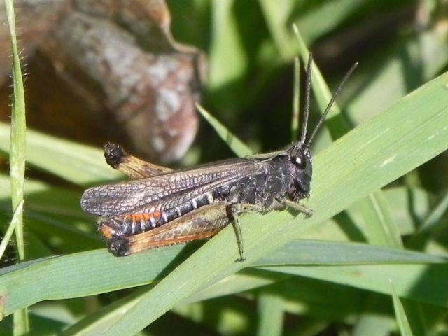 Acrididae: Omocestus cf. rufipes