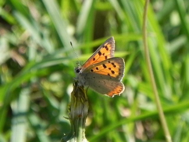 ID farfalla - Lycaena phlaeas