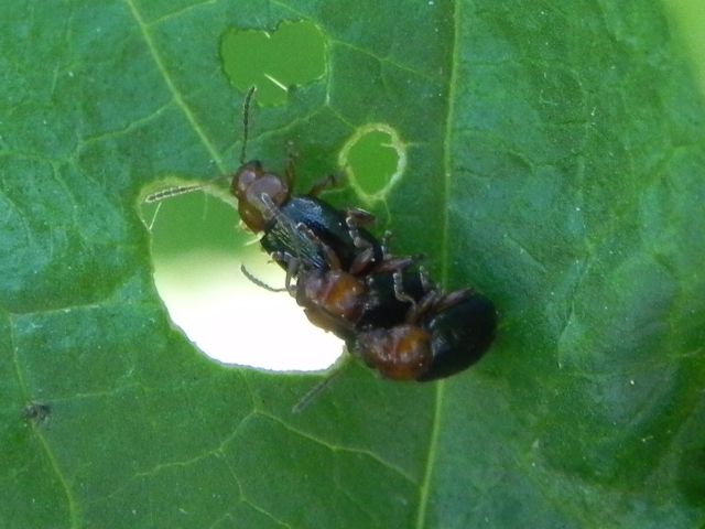 ID coleottero: Podagrica sp.?, Chrysomelidae