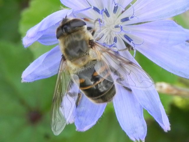 Eristalis tenax femmina (Syrphidae)