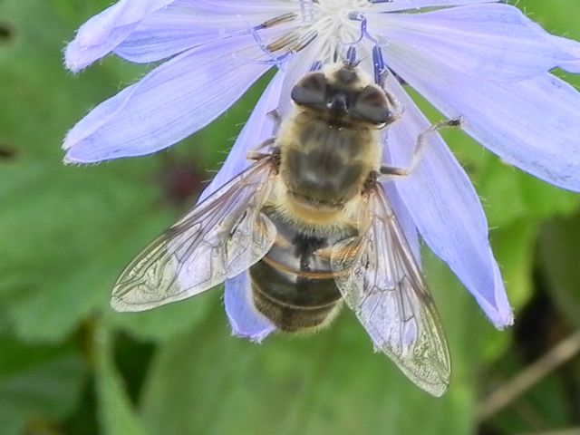 Eristalis tenax femmina (Syrphidae)