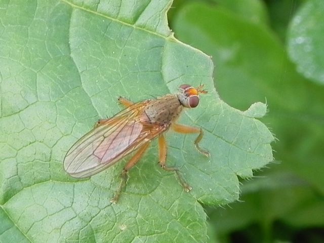 Scathophaga sp. (Scathophagidae)