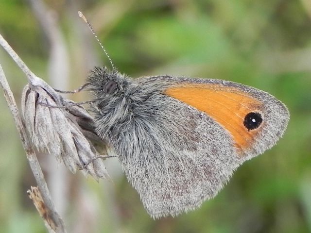 ID farfalla - Coenonympha pamphilus