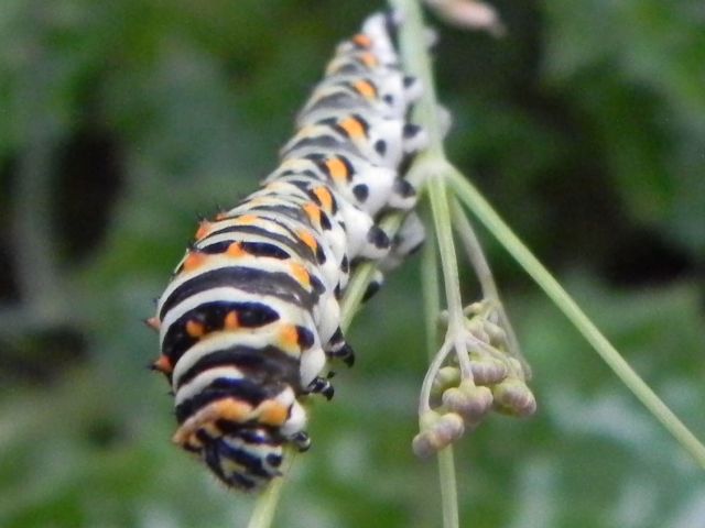 ID bruco - Papilio machaon