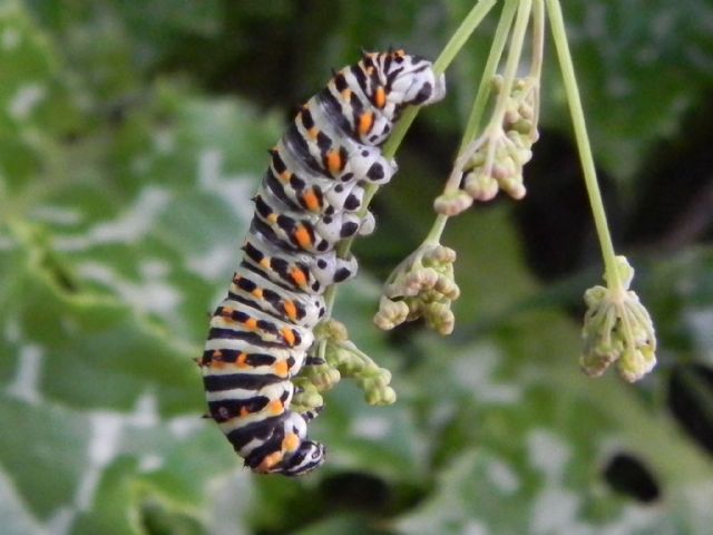 ID bruco - Papilio machaon