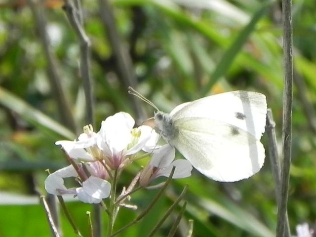 ID farfalla - Pieris rapae