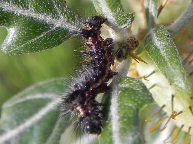 Bruco di Acronicta rumicis (Noctuidae)