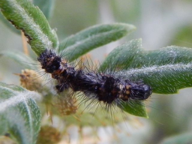 Bruco di Acronicta rumicis (Noctuidae)