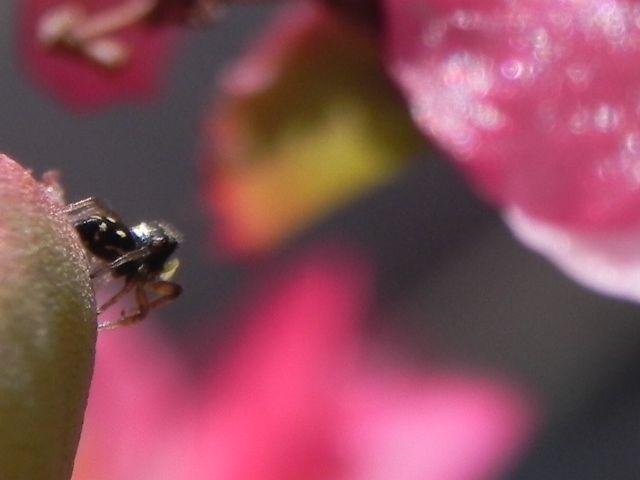 Heliophanus cf. apiatus  - Roma (RM)