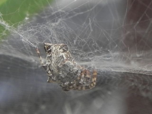 Cyrtophora citricola - Torre Angela, Roma (RM)