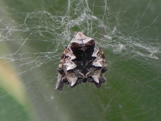 Cyrtophora citricola - Torre Angela, Roma (RM)