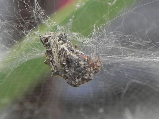 Cyrtophora citricola - Torre Angela, Roma (RM)