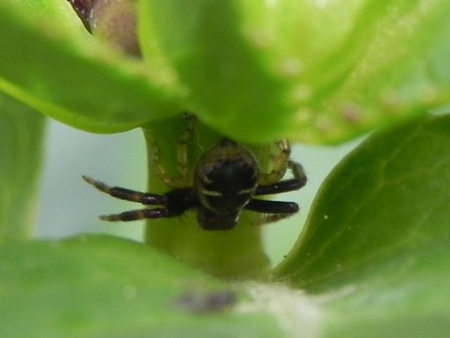 Synema globosum  - Roma