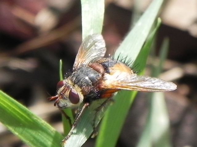 Tachina sp. (Tachinidae)