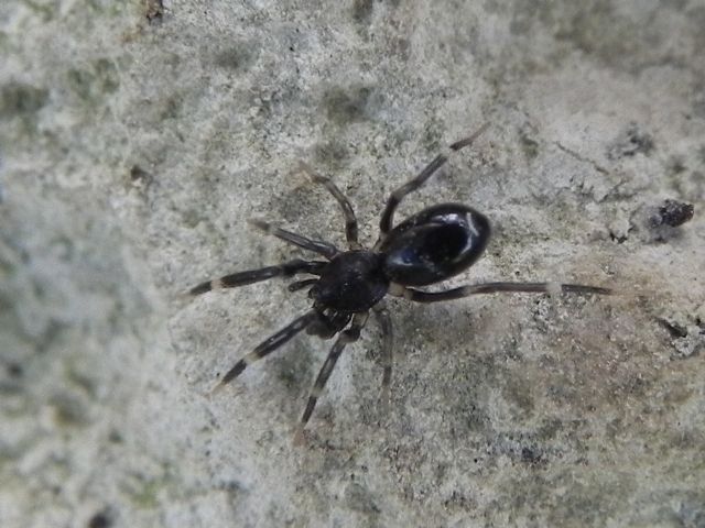 Liophrurillus flavitarsis - Torre Angela, Roma (RM)