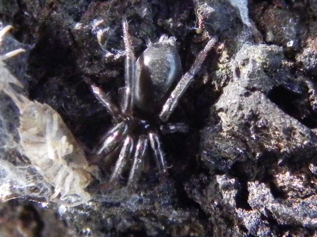 Gnaphosidae - Torre Angela, Roma (RM)