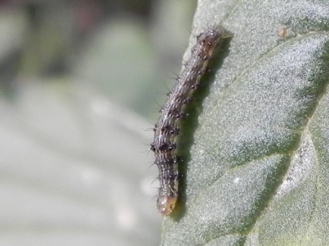 Richiesta identificazione - Larva di Helicoverpa armigera