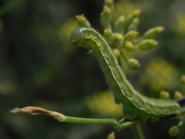 Richiesta identificazione - Noctuidae Heliothinae