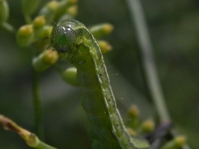 Richiesta identificazione - Noctuidae Heliothinae