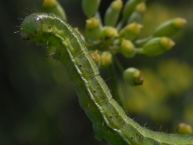 Richiesta identificazione - Noctuidae Heliothinae