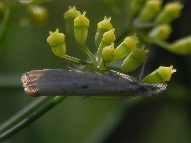 Richiesta identificazione - Agriphila sp.