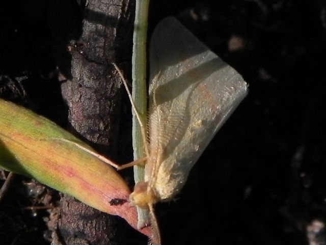 Richiesta identificazione - Rhodometra sacraria