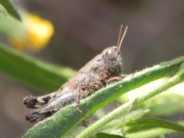 femmina  di Pezotettix giornae (Acrididae)