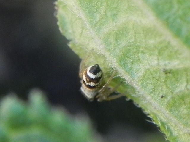 Heliophanus  sp.  - Torre Angela (RM)