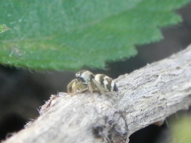 Heliophanus  sp.  - Torre Angela (RM)