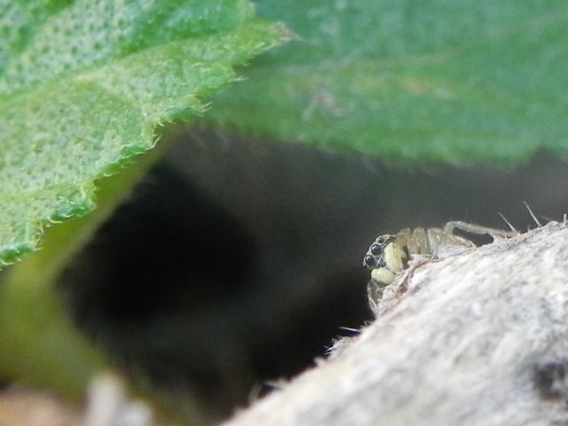 Heliophanus  sp.  - Torre Angela (RM)