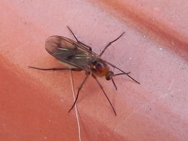 Mycetophilidae