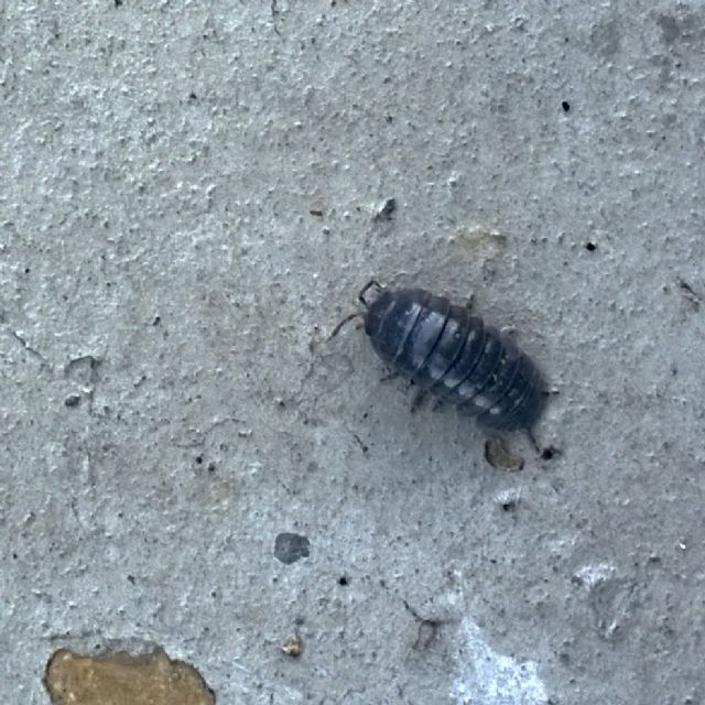 Armadillidium sp.