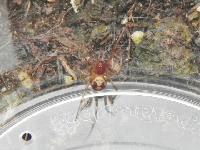 Steatoda triangulosa - Roma (RM)