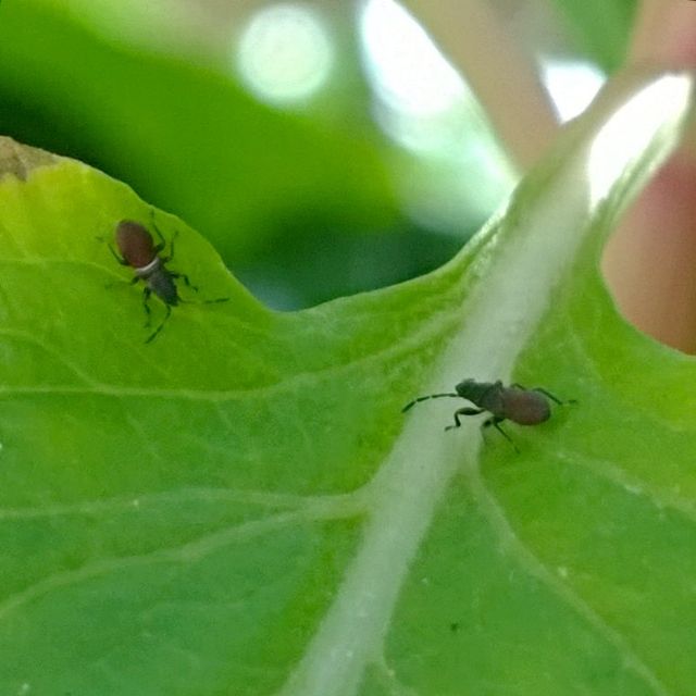 Lygaeidae:  ninfe di Oxycarenus hyalinipennis