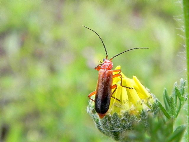 Cantharidae:  Rhagonycha fulva