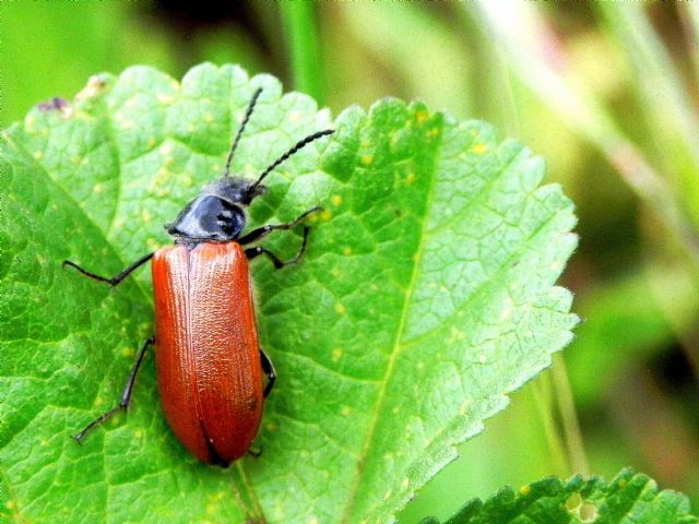 Tenebrionidae Alleculinae: Omophlus sp.