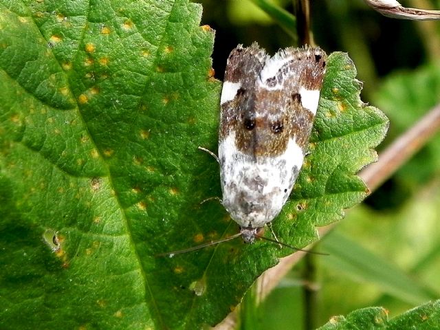 ID Noctuidae - Acontia (Acontia) lucida