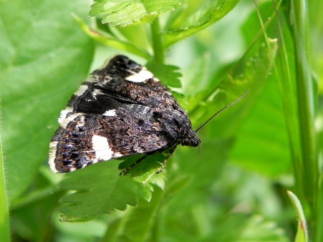 ID falena - Tyta luctuosa e Acontia (Acontia) lucida