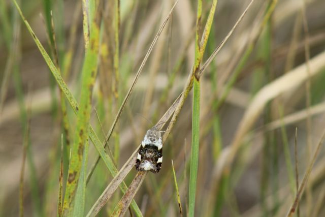 ID falena - Tyta luctuosa e Acontia (Acontia) lucida