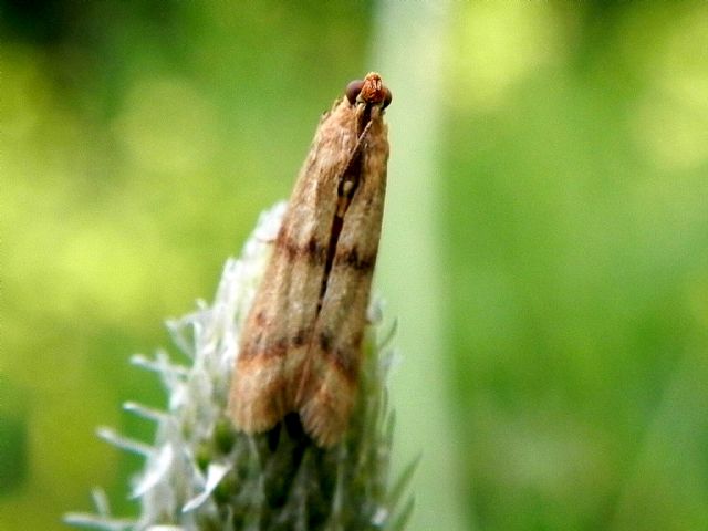 ID Crambidae - No, Pyralidae: Homoeosoma sinuella