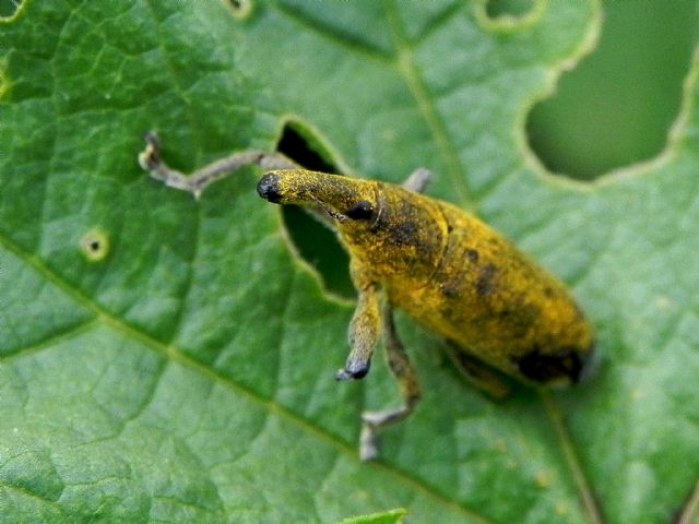 Curculionidae: Lixus (Dilixellus) pulverulentus