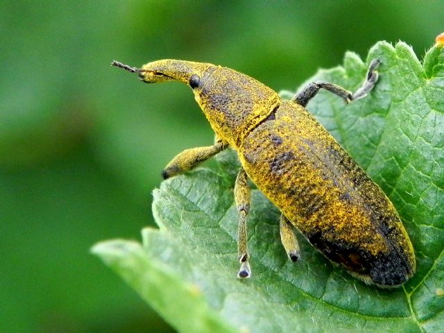 Curculionidae: Lixus (Dilixellus) pulverulentus