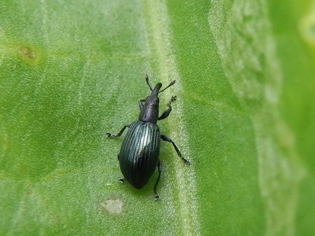 Apionidae: Perapion violaceum