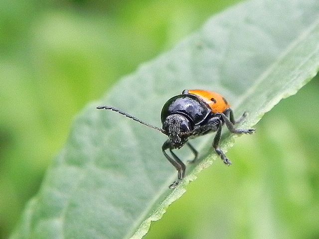 Chrysomelidae: Cryptocephalus trimaculatus