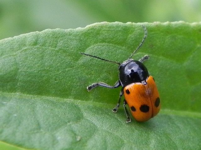 Chrysomelidae: Cryptocephalus trimaculatus