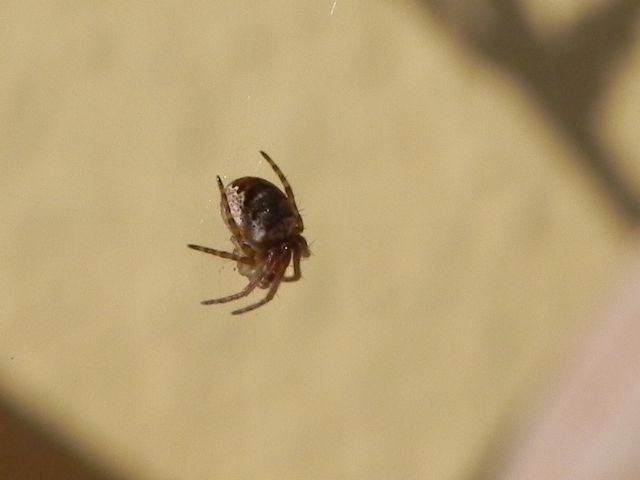 Zilla diodia (Araneidae) - Torre Angela (periferia est di Roma)