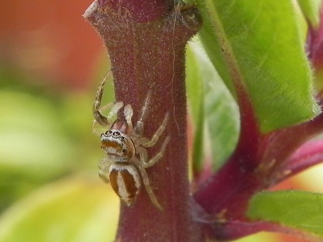 Salticidae: Icius sp.  - Torre Angela (Roma, periferia est)