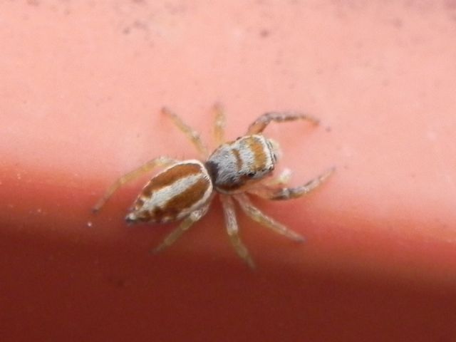 Salticidae: Icius sp.  - Torre Angela (Roma, periferia est)