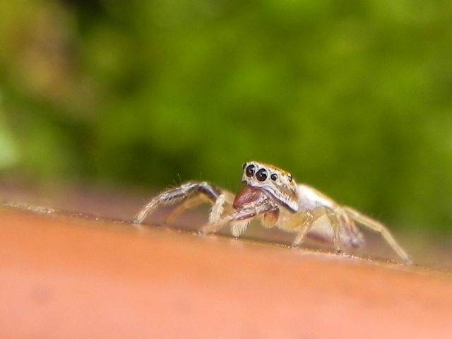 Salticidae: Icius sp.  - Torre Angela (Roma, periferia est)